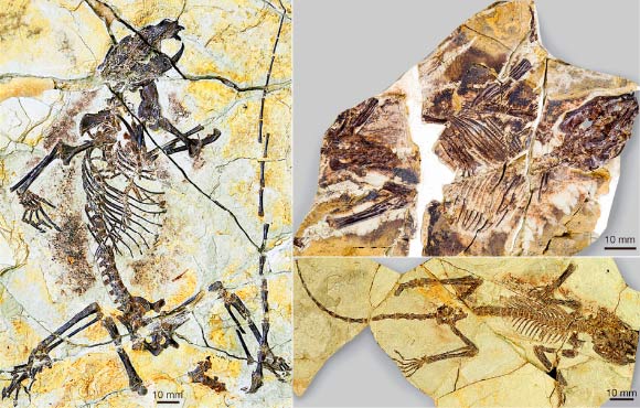 Left: holotype specimen of Senshou lui. Top right: specimen of Xianshou linglong. Bottom right: specimen of Xianshou songae. Image credit: © AMNH / J. Meng.