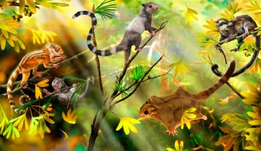 Mammals in a Jurassic forest: the three animals on the left side represent the three newly discovered species - Shenshou lui, Xianshou linglong, and Xianshou songae; the other two represent a gliding species and another euharamiyidan, respectively, which were described earlier. Image credit: © Zhao Chuang.