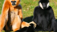 Female and male Northern white-cheeked gibbon. Image credit: Linda, Jinterwas / CC BY 2.0.