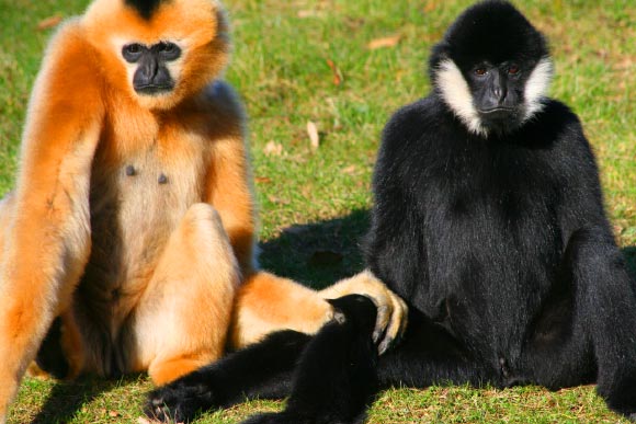 Female and male Northern white-cheeked gibbon. Image credit: Linda, Jinterwas / CC BY 2.0.