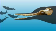 Huaridelphis raimondii, with an outline of the head and potential fish prey. Image credit: © G.Bianucci.