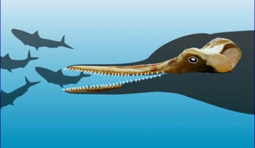 Huaridelphis raimondii, with an outline of the head and potential fish prey. Image credit: © G.Bianucci.