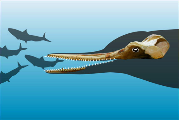 Huaridelphis raimondii, with an outline of the head and potential fish prey. Image credit: © G.Bianucci.