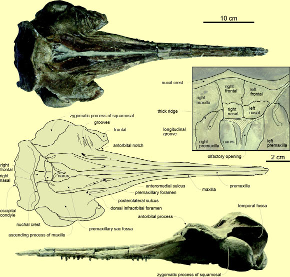 Skull of Huaridelphis raimondii. Image credit: © G.Bianucci.