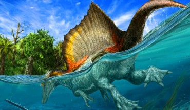 The only known dinosaur adapted to life in water, Spinosaurus aegyptiacus swam the rivers of North Africa about 95 million years ago. Image credit: © Davide Bonadonna / National Geographic magazine.