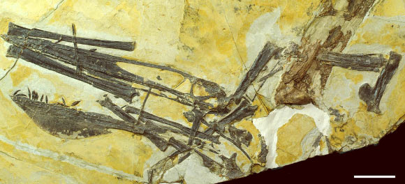 Nearly complete skeleton of Ikrandraco avatar. Scale bar – 5 cm. Image credit: Xiaolin Wang et al.