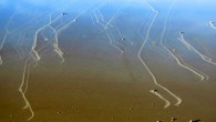 Thin sheets of ice push rocks across a dry lake in Death Valley when conditions are just right. Image credit: Norris RD et al.