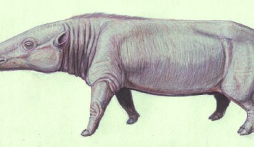 Anthracotherium magnum, a species of anthracothere from Oligocene of Europe. Image credit: Dmitry Bogdanov / CC BY 3.0.