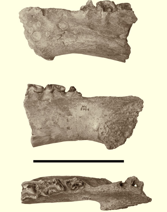 Fossilized jaw of Jaggermeryx naida in lateral, medial, and occlusal views. Scale bar - 10 cm. Image credit: Ellen R. Miller et al.