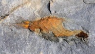 310-million-year-old shark egg case. Image credit: © Dean Lomax.