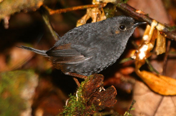 The Bahian Mouse-colored Tapaculo (Scytalopus gonzagai), an adult male at Boa Nova, Bahia. Image credit: © Ciro Albano.