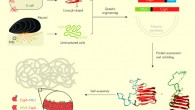 Combinatorial and modular genetic strategy for engineering self-assembling underwater adhesives; abbreviations: Mfps - mussel foot proteins (Mfp3 and Mfp5 - major mussel adhesive foot proteins, have unstructured coil structures in solution and are critical to the underwater interfacial adhesion of mussels); CsgA - an amyloidogenic protein that is the major subunit of adhesive curli ﬁber in Escherichia coli (contains five stacked strand–loop–strand motifs mediated by conserved residues and can self-assemble into nanofibers via a rate-limiting nucleation step followed by fibril extension). Image credit: Chao Zhong et al.