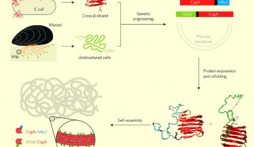 Combinatorial and modular genetic strategy for engineering self-assembling underwater adhesives; abbreviations: Mfps - mussel foot proteins (Mfp3 and Mfp5 - major mussel adhesive foot proteins, have unstructured coil structures in solution and are critical to the underwater interfacial adhesion of mussels); CsgA - an amyloidogenic protein that is the major subunit of adhesive curli ﬁber in Escherichia coli (contains five stacked strand–loop–strand motifs mediated by conserved residues and can self-assemble into nanofibers via a rate-limiting nucleation step followed by fibril extension). Image credit: Chao Zhong et al.