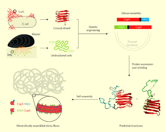 Combinatorial and modular genetic strategy for engineering self-assembling underwater adhesives; abbreviations: Mfps - mussel foot proteins (Mfp3 and Mfp5 - major mussel adhesive foot proteins, have unstructured coil structures in solution and are critical to the underwater interfacial adhesion of mussels); CsgA - an amyloidogenic protein that is the major subunit of adhesive curli ﬁber in Escherichia coli (contains five stacked strand–loop–strand motifs mediated by conserved residues and can self-assemble into nanofibers via a rate-limiting nucleation step followed by fibril extension). Image credit: Chao Zhong et al.