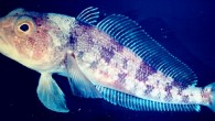 The Emerald rockcod (Trematomus bernacchii) is a common notothenioid species. Image credit: Zureks / CC BY-SA 3.0.