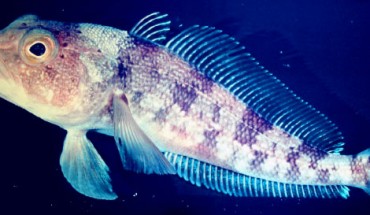 The Emerald rockcod (Trematomus bernacchii) is a common notothenioid species. Image credit: Zureks / CC BY-SA 3.0.