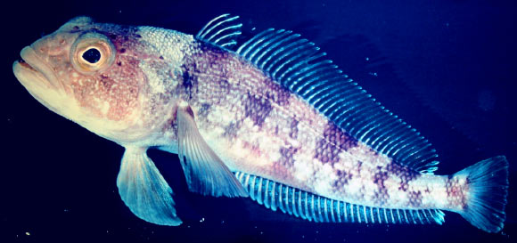 The Emerald rockcod (Trematomus bernacchii) is a common notothenioid species. Image credit: Zureks / CC BY-SA 3.0.