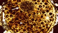 This Megasphaera fossil displays unexpected evidence of complexity: arrow marks a matryoshka and arrowhead denotes dyads. Scale bar - 100 μm. Image credit: Lei Chen et al.