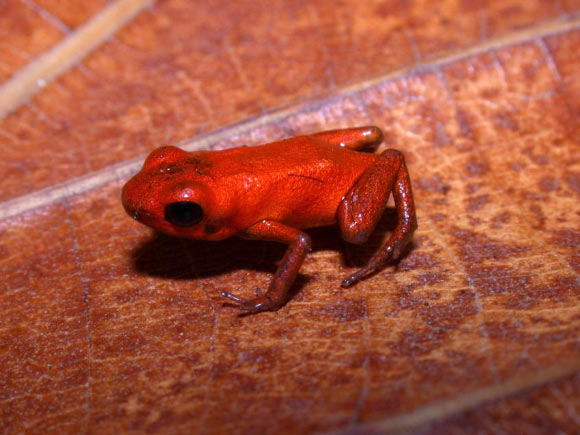 Andinobates geminisae. Image credit: Cesar Jaramillo / Smithsonian Tropical Research Institute.