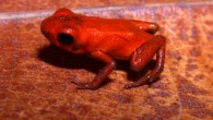 Andinobates geminisae. Image credit: Cesar Jaramillo / Smithsonian Tropical Research Institute.