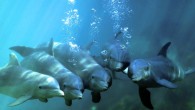 A group of bottlenose dolphins in Xcaret, Mexico.