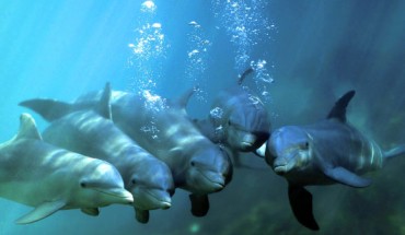A group of bottlenose dolphins in Xcaret, Mexico.