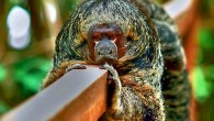 The Pissinatti’s bald-faced saki (Pithecia pissinattii), at Juma Jungle Lodge, Brazil, adult male. Image credit: Crijnfotin.