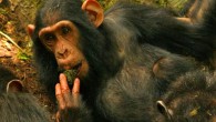 Young female of the Sonso chimp community using a moss-sponge - a behavior she learned by observing her mother. Image credit: Catherine Hobaiter.