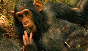 Young female of the Sonso chimp community using a moss-sponge - a behavior she learned by observing her mother. Image credit: Catherine Hobaiter.