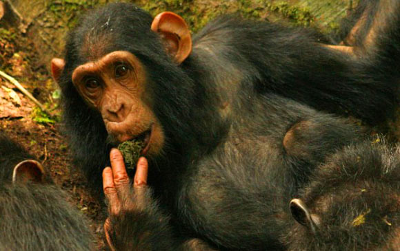 Young female of the Sonso chimp community using a moss-sponge - a behavior she learned by observing her mother. Image credit: Catherine Hobaiter.