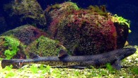 The Small-spotted catsharks (Scyliorhinus canicula). Image credit: Thomas Ernst / CC BY-SA 2.5.