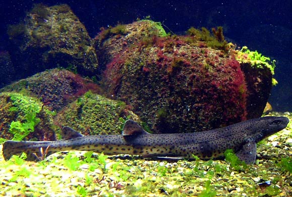 The Small-spotted catsharks (Scyliorhinus canicula). Image credit: Thomas Ernst / CC BY-SA 2.5.