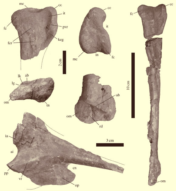 Tachiraptor admirabilis fossilized bones. Image credit: Max C. Langer et al.