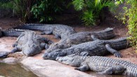 A group of Nile crocodiles in Lake Buena Vista, Florida. Image credit: David R. Tribble.
