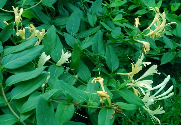 Leaves and flowers of the honeysuckle (Lonicera japonica) are used in Traditional Chinese Medicine; G6PD deficient patients should avoid consuming this plant. Image credit: Mokkie / CC BY-SA 3.0.