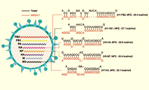 MIR2911 directly binds to some types of influenza A viruses and inhibits H1N1 virus-encoded PB2 and NS1 protein expression. Image credit: Zhen Zhou et al.
