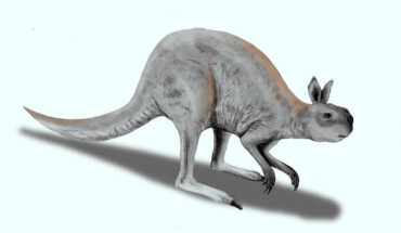 Procoptodon goliah, a giant short-faced kangaroo that lived during the Pleistocene in Australia; pencil drawing, digital coloring. Image credit: © Nobu Tamura.