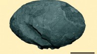 LPRP USP-0359, a near-complete fossilized egg of a Mesozoic bird. Image credit: Júlio Cesar. de A. Marsola et al.