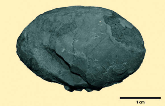 LPRP USP-0359, a near-complete fossilized egg of a Mesozoic bird. Image credit: Júlio Cesar. de A. Marsola et al.