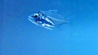 This image shows an unpigmented larva of the gray snapper (Lutjanus griseus). Image credit: Erica Staaterman.
