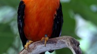 The Andean cock-of-the-rock (Rupicola peruviana), a species in the family Cotingidae. Image credit: Jerry Thompson / CC BY 2.0.