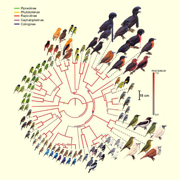 Distribution of phenotypes, plumages, and size variation across the cotingas: males are depicted towards the outer perimeter, while females are placed more interior; sexual monomorphism is indicated by the presence of only a single illustration at a given terminal; branches are color coded according to their posterior probability, and the centimeter scale indicates relative sizes. Image credit: Jacob Berv / Richard Prum.