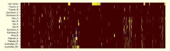 Regions of Neanderthal ancestry on chromosome 12 in the Ust’-Ishim individual and 15 present-day non-Africans: homozygous ancestral alleles are brown, heterozygous derived alleles are yellow, and homozygous derived alleles are blue. Image credit: Qiaomei Fu et al.
