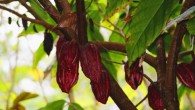 Dietary cocoa flavanols reverse age-related memory decline in healthy older adults. Image credit: © Marion Beraudias.