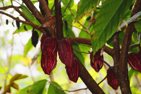 Dietary cocoa flavanols reverse age-related memory decline in healthy older adults. Image credit: © Marion Beraudias.