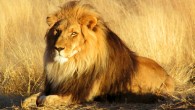 The African lion (Panthera leo leo) in Namibia. Image credit: Kevin Pluck / CC BY 2.0.