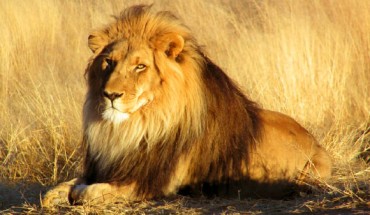 The African lion (Panthera leo leo) in Namibia. Image credit: Kevin Pluck / CC BY 2.0.