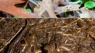 The Atlantic Coast Leopard Frog (Rana kauffeldi), males. Image credit: Feinberg JA et al.