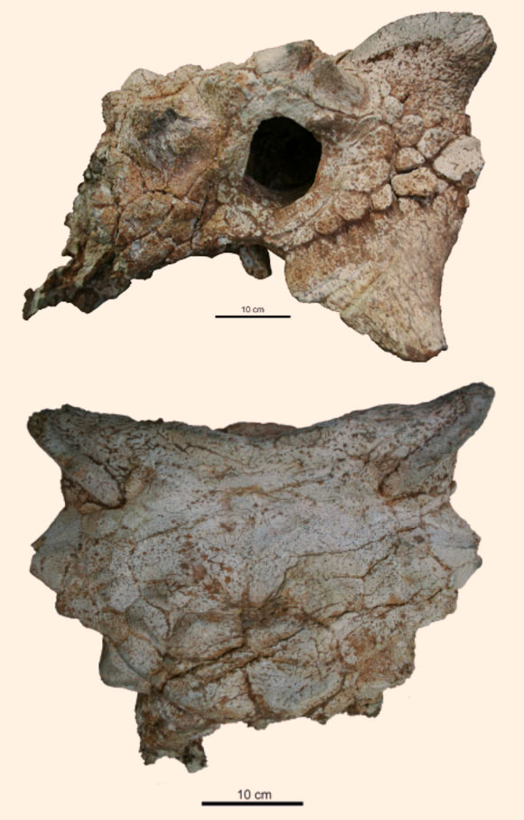A partial skull of Zaraapelta nomadis. Image credit: Victoria M. Arbour et al.