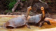 Two Galapagos giant tortoises engage in a dominance display. Image credit: Aaron Logan / CC BY 2.0.